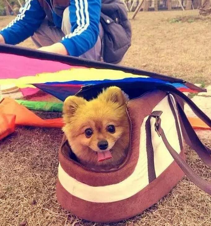 一个超级感人关于狗狗的故事,暖心主人和励志狗狗的故事