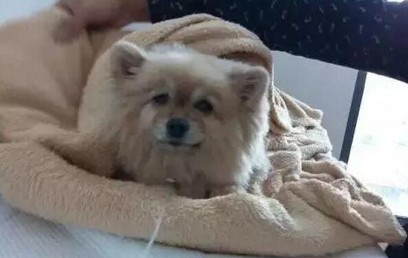 一个超级感人关于狗狗的故事,暖心主人和励志狗狗的故事