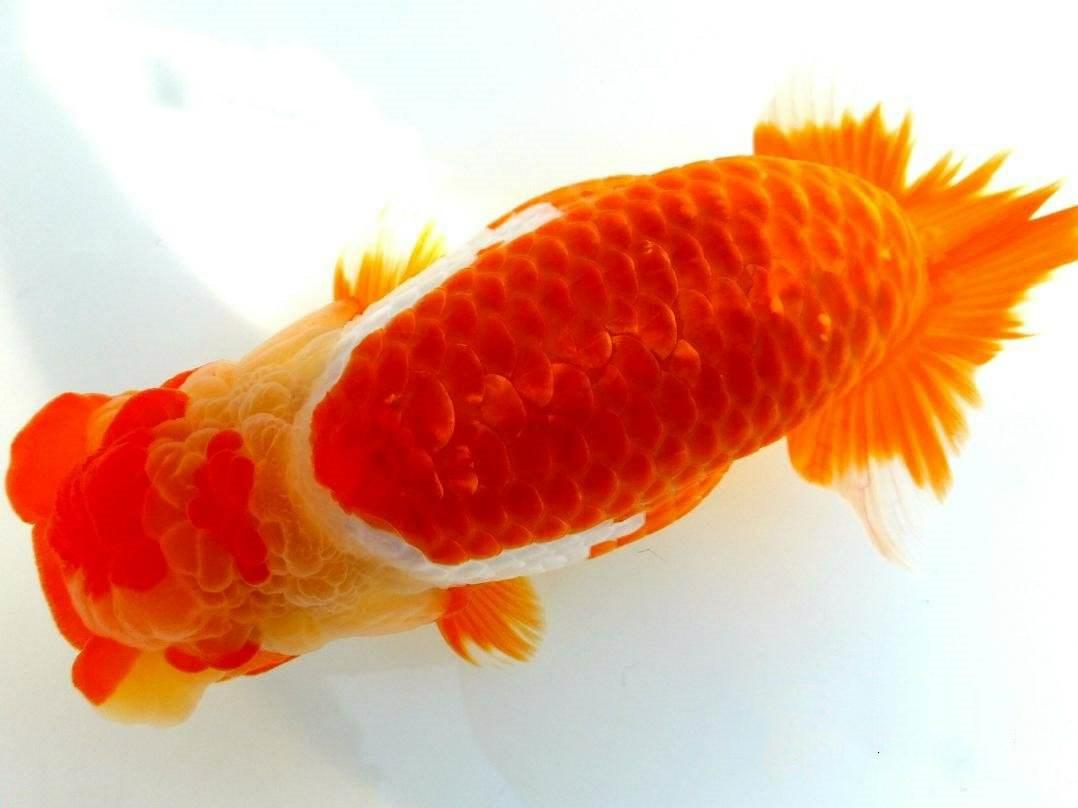 兰寿都是短尾巴吗,兰寿为什么短尾