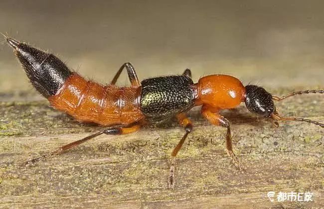 男子被马蜂蛰三下后去世,男子被黄蜂蜇致其身亡