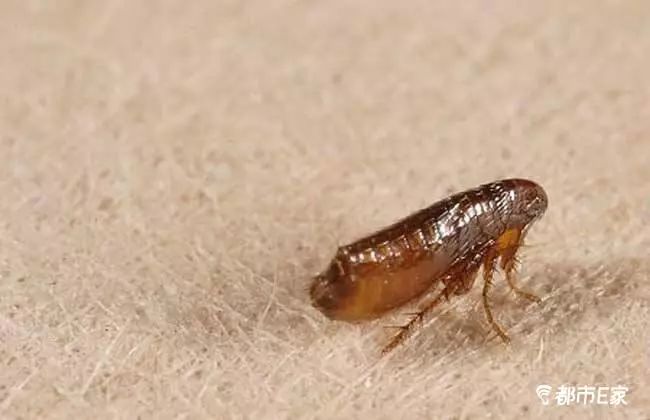 被马蜂蛰了怎么救治,男子被马蜂蜇伤146处伤