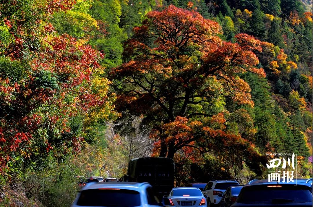 红叶冰雪温泉节,红叶冰雪旅游攻略