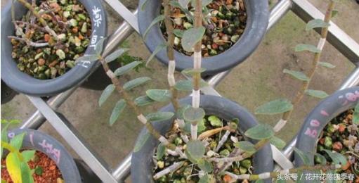 铁皮石斛为什么不生根,铁皮石斛为什么烂叶