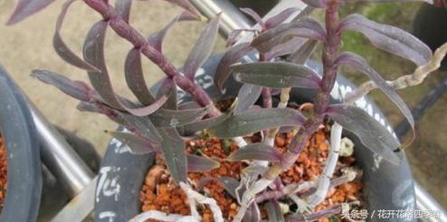 铁皮石斛为什么不生根,铁皮石斛为什么烂叶
