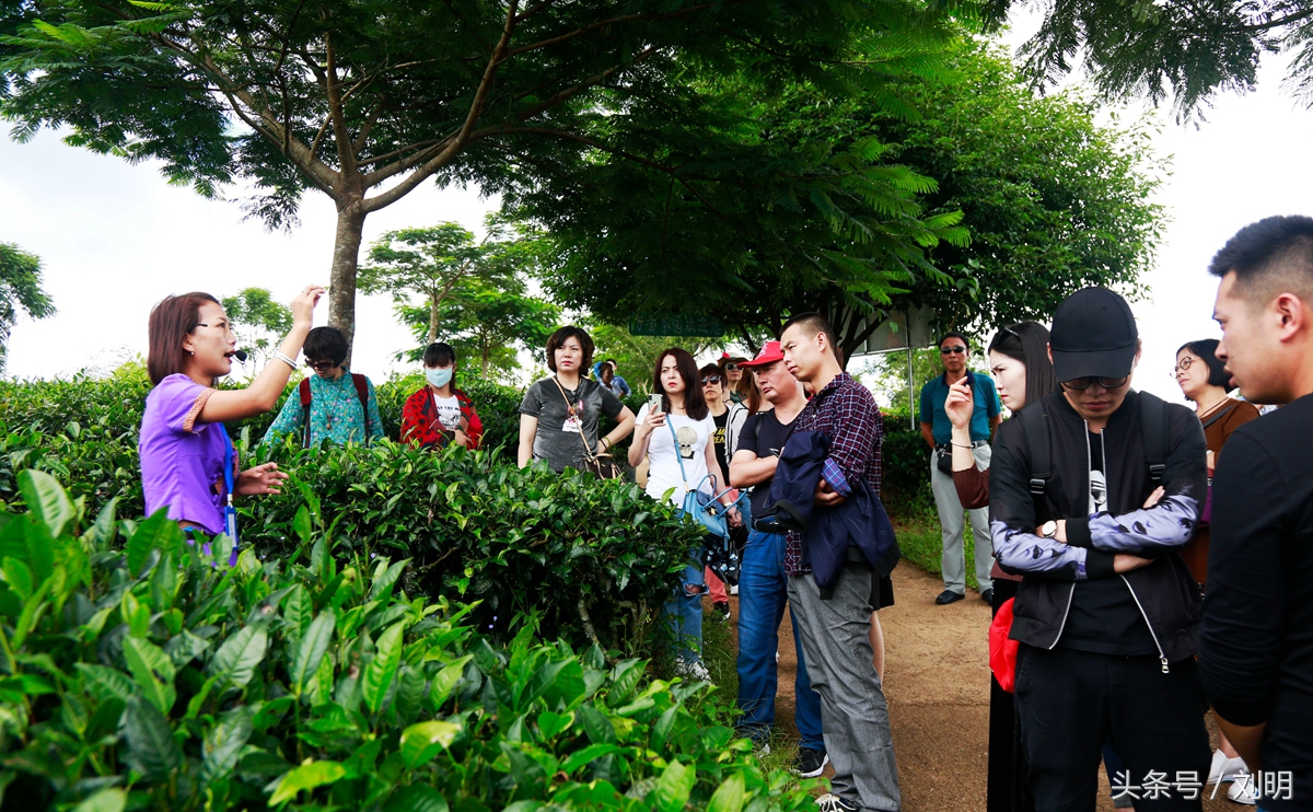 蚂蚁旅游专线云南之旅,蚂蚁旅游行