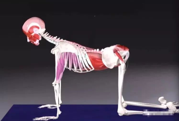 猫牛式动作讲解,猫牛式正确练习和错误练习