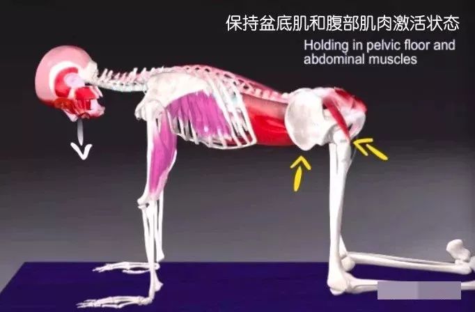 猫牛式动作讲解,猫牛式正确练习和错误练习