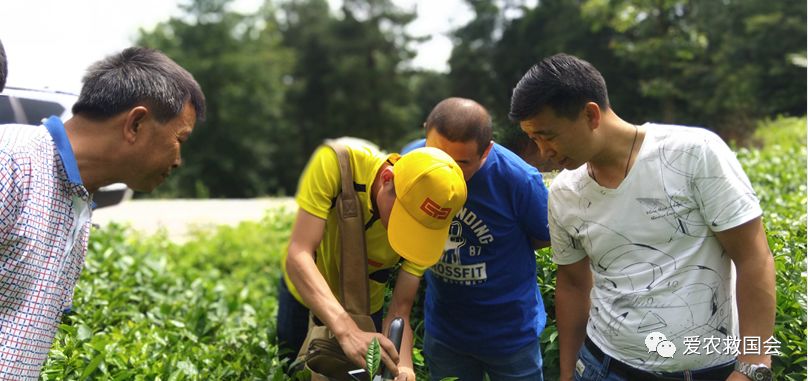 茶袋包装高档,茶袋茶叶包装