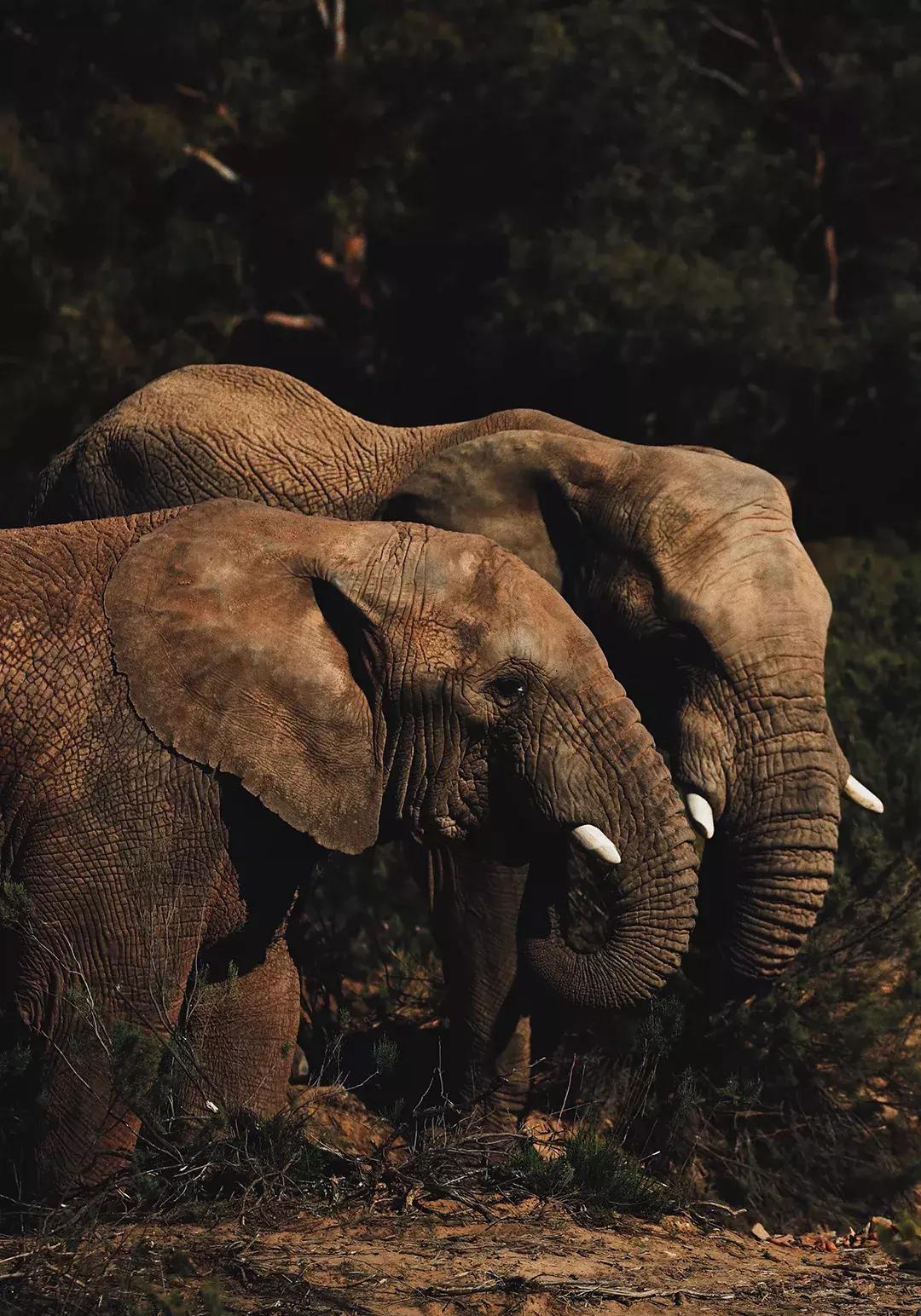 非洲丨生命大迁徙的狂奔之旅