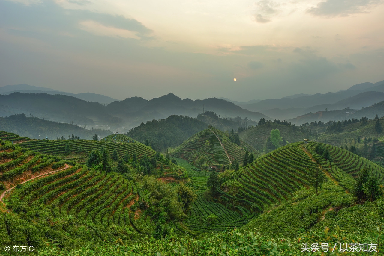 哪种红茶比较适合女性,红茶比较好喝吗