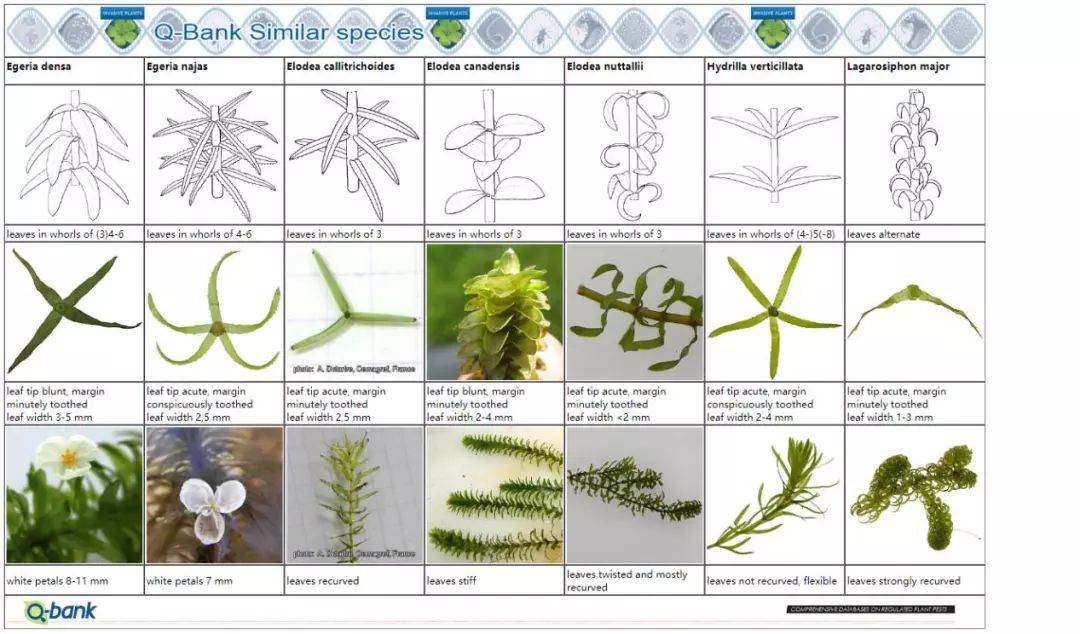 黑藻怎么形成的,黑藻叶结构示意图