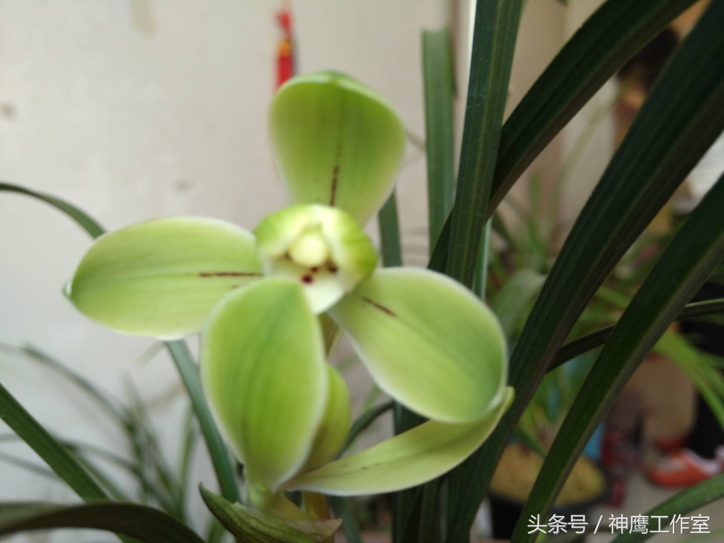 兰花淋雨注意事项大全,兰花可不可以淋雨