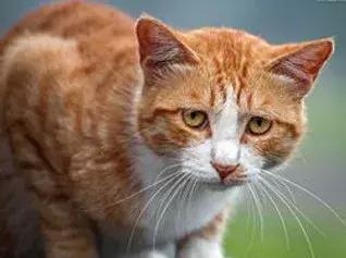 我家猫被别的猫打了,猫被别的猫打了我帮它报仇