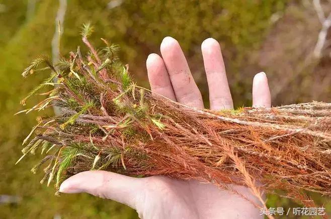 苔藓王国,奇妙的苔藓世界