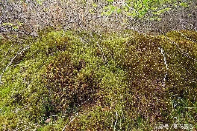 苔藓王国,奇妙的苔藓世界