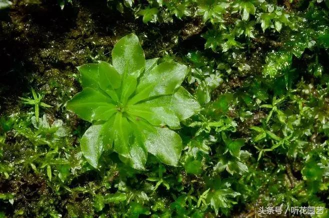 苔藓王国,奇妙的苔藓世界