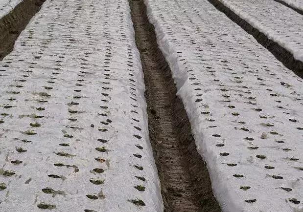 现在种大蒜最好用的方法,种大蒜的错误示范