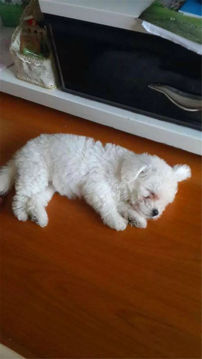 比熊犬呕吐拉血是什么原因,比熊犬不吃食还呕吐是怎么回事