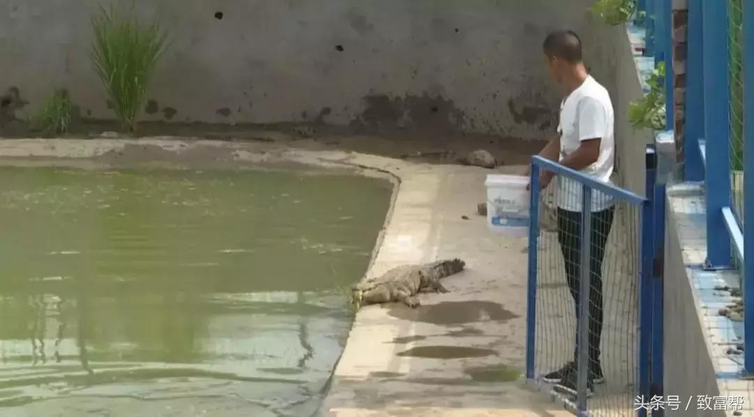 鳄鱼其实胆子特别小，当它变身致富鱼，一斤售价高达100元！