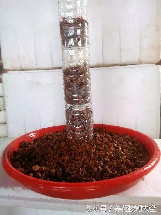 养殖绿萝用这3种办法快速长爆盆,养绿萝学好这3招爆盆快长势猛