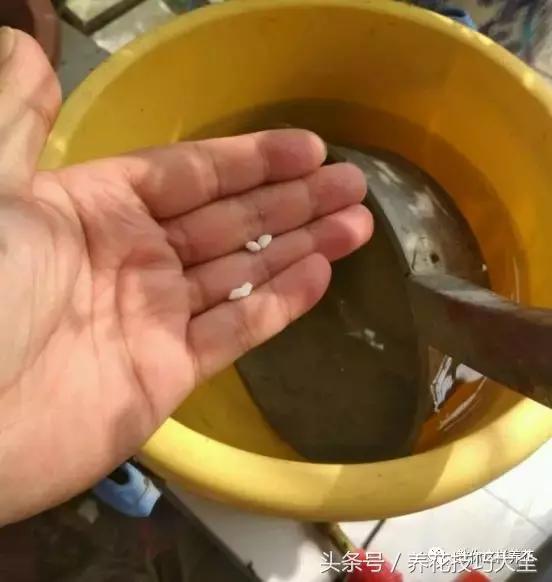 养殖绿萝用这3种办法快速长爆盆,养绿萝学好这3招爆盆快长势猛