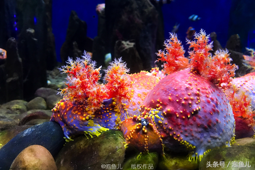 大连极地企鹅,南极企鹅求婚视频