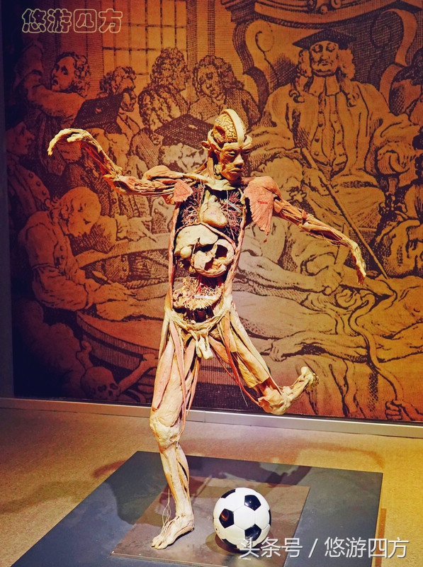这个博物馆的展品略显重口味，胆小者不敢看，揭示了生命的奥秘！