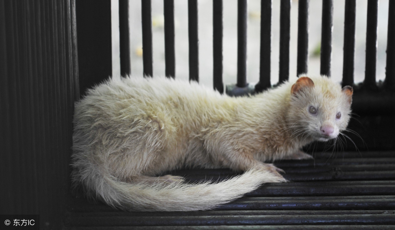 为内丹害死黄鼠狼，农村老人说“你们一个也别想逃！”