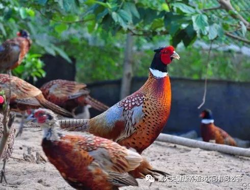 搞养殖怎么贷款,搞养殖找谁去贷款