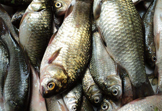 车内有鱼饵味道怎么处理,钓鱼车上有鱼料味怎么处理