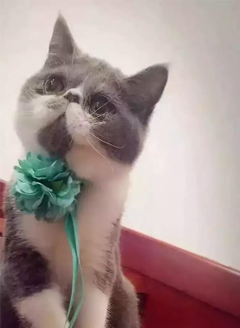 閾插睅瀹樺拰鐚挭鐨勫崸瀹よ璁″浘,閾插睅瀹樼粰鑷鐚挭璁捐鎴垮瓙