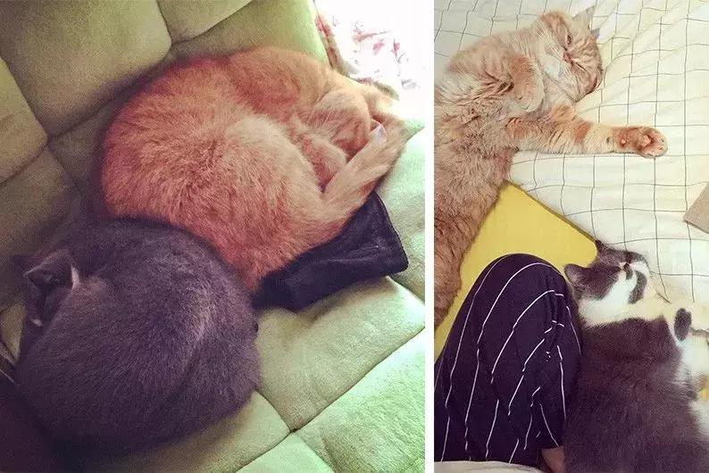 閾插睅瀹樺拰鐚挭鐨勫崸瀹よ璁″浘,閾插睅瀹樼粰鑷鐚挭璁捐鎴垮瓙