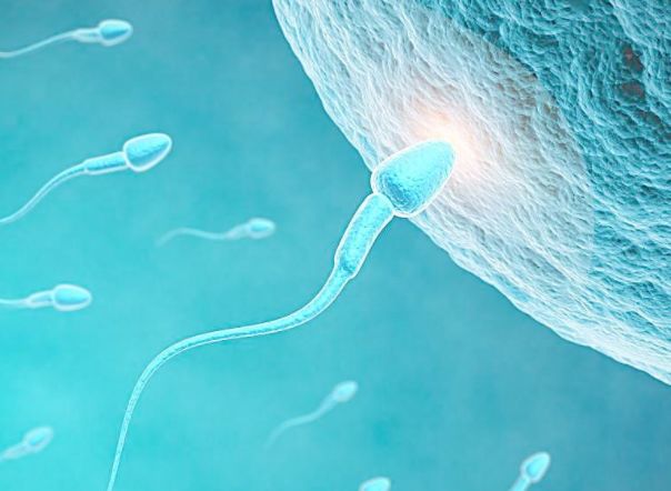 “精子”进入女人体内没“受精”去了哪？看完或许你就知道了！