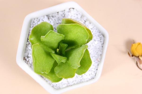 多肉植物水泡品种图片,最便宜的水泡多肉植物