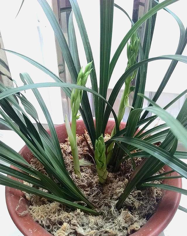 兰花的花苞哪一种类型才能出好花,兰花什么样的花苞能开出好花