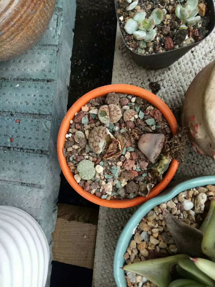 命运多舛，痴迷淡然，肉坚强们逆袭在秋天！