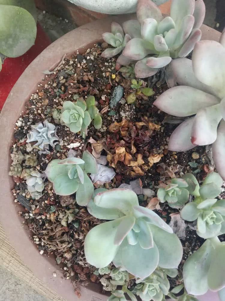 命运多舛，痴迷淡然，肉坚强们逆袭在秋天！