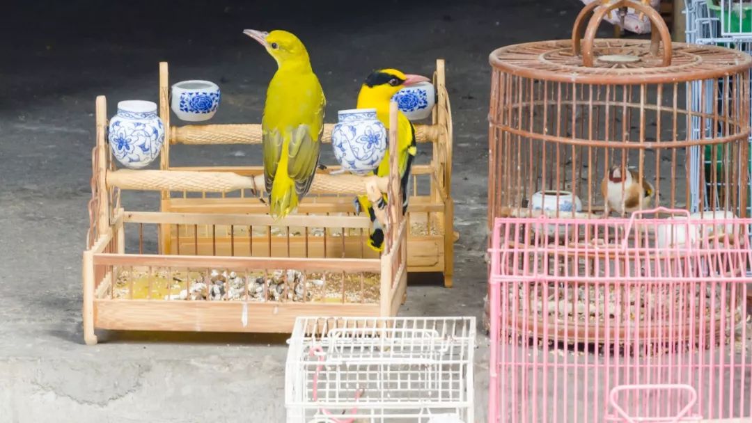 夫子庙花鸟鱼虫市场回忆,夫子庙花木鱼虫市场