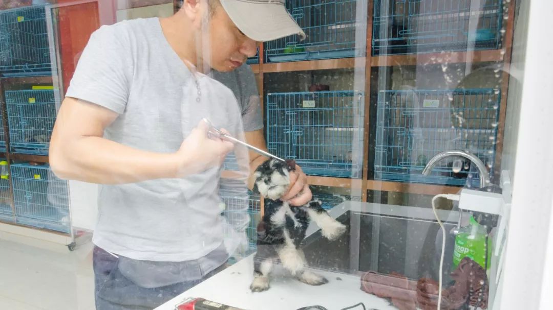 夫子庙花鸟鱼虫市场回忆,夫子庙花木鱼虫市场