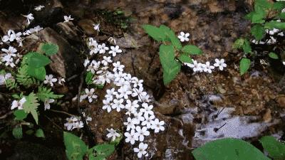 油桐的花开季节,油桐花开画面超级漂亮