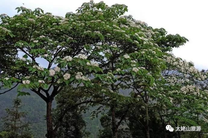 油桐的花开季节,油桐花开画面超级漂亮