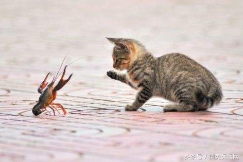 刘国梁最霸气的片段,刘国梁最经典的一段话