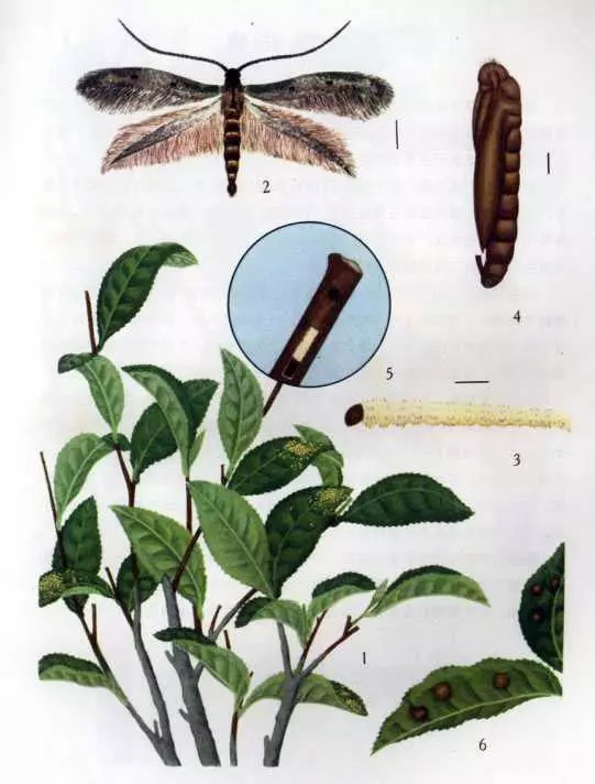 茶花炭疽病用什么药治最好,茶花炭疽病的症状和防治方法