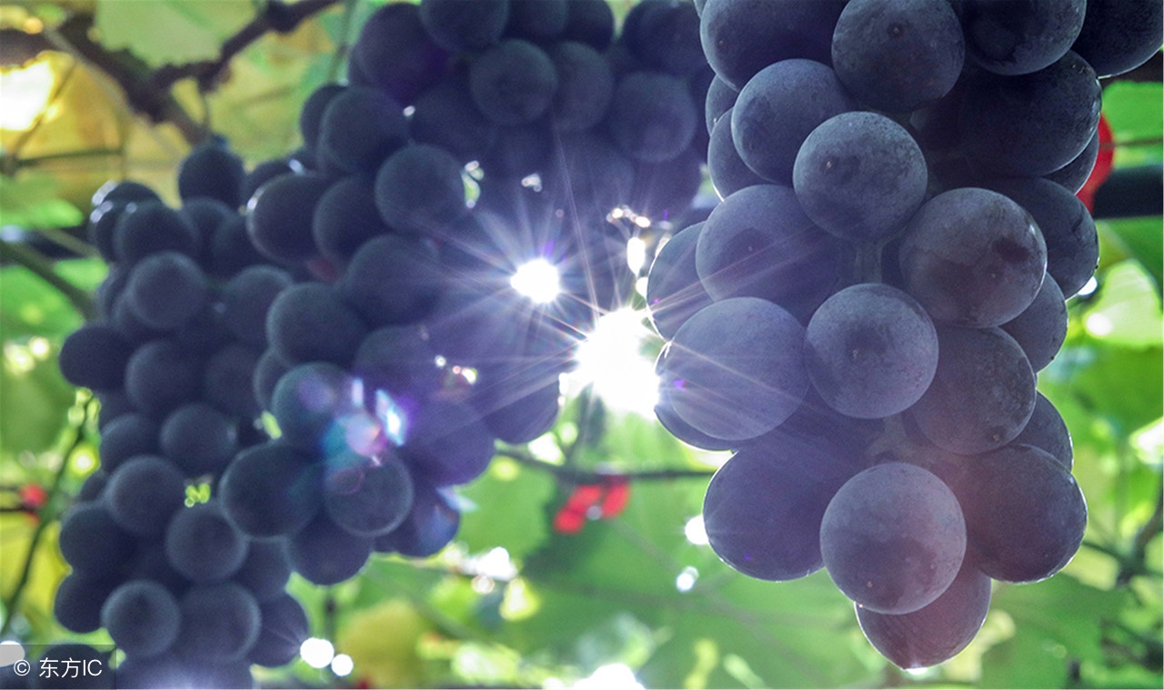 家庭制作葡萄酒最正宗的方法,教你一招在家自制葡萄酒