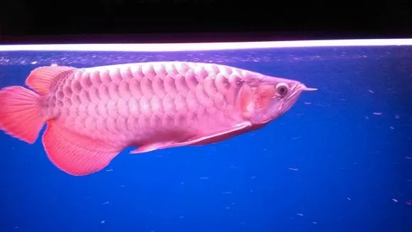 金龙鱼突然不爱游了,金龙鱼生病的原因