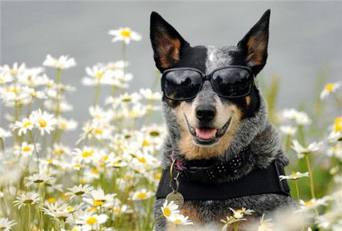 狗狗排尿次数少你还在偷偷乐？省事背后的健康隐患不容忽视