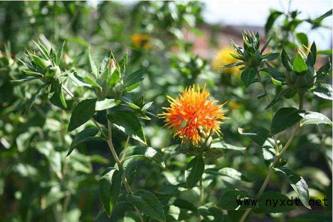 红花的种植技术和方法,红花的种植技术与方法