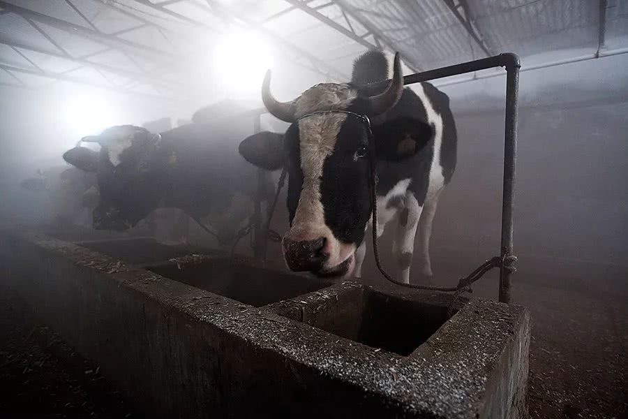 三鹿事件十年后，复苏的中国乳业还要迈过哪些大坎？｜特别报道