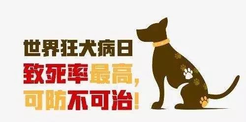 致死率100%的狂犬病有多厉害,致死率100%的狂犬病你该怎么预防