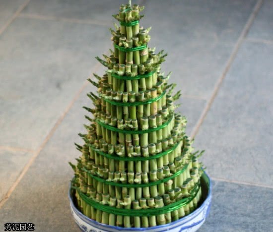 富贵竹叶子发黄怎么处理补救,养了几年的水竹叶子发黄怎么修剪